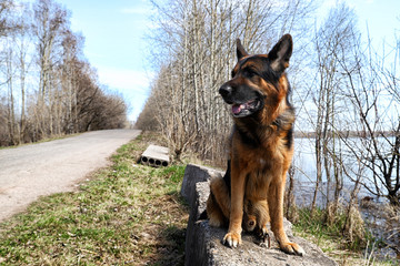 Dog German Shepherd near water in a sping day