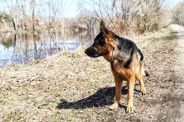 Naklejka premium Dog German Shepherd near water in a sping day