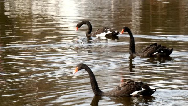 A flock of black swan swims in the summer on the mirror surface of the pond in the park in search of food. Birds in the wild nature.