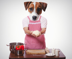 anthropomorphic dog trying to cooking on white background