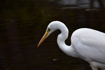 獲物を狙うチュウダイサギの横顔