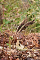 シダの新旧交代