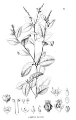 Illustration of plant