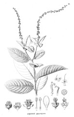 Illustration of plant