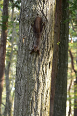 木を下りてきた春のエゾリス
