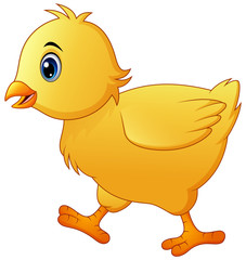 Cute little baby chick isolated on a white background