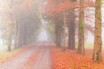 Mystique autumn scenery in the forest, with colorful foliage and fog