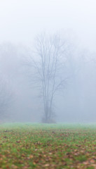 Eerie autumn scenery in the forest, with colorful foliage and mist