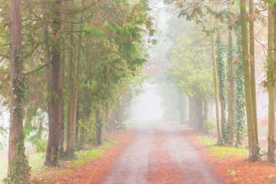 Fototapeta Eerie autumn scenery in the forest, with colorful foliage and mist