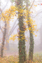 Mystique autumn scenery in the forest, with colorful foliage and fog