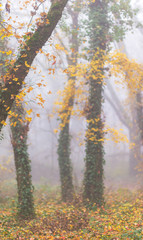Eerie autumn scenery in the forest, with colorful foliage and mist