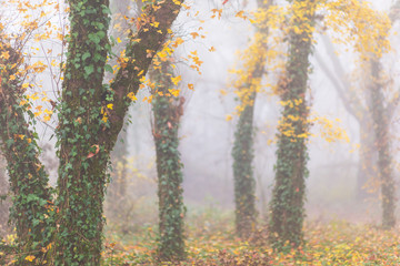 Naklejka na ściany i meble Autumn foliage and mist in a beautiful forest in the morning