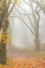 Naklejka na ściany i meble Autumn foliage and mist in a beautiful forest in the morning