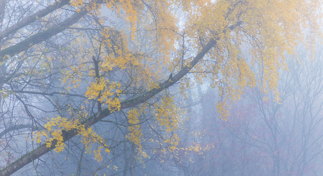 Fototapeta Autumn foliage and mist in a beautiful forest in the morning