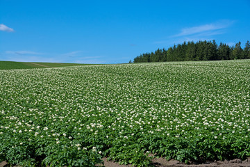 白い花が満開のジャガイモ畑と青空