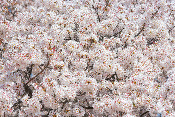 Cherry blossom season in Showa Kinen Koen at Kyoto,Japan.