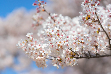 Cherry blossom season in Showa Kinen Koen at Kyoto,Japan.