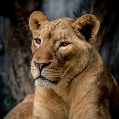 Fototapeta na wymiar Lioness on the ground