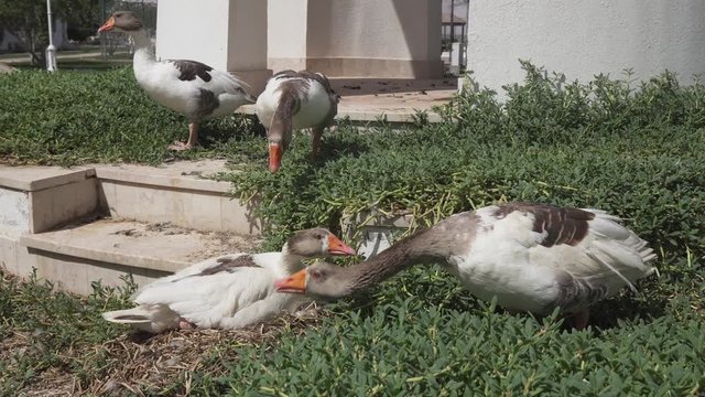 รูปภาพDomesticgeese – เลือกดูภาพถ่ายสต็อก เวกเตอร์ และวิดีโอ42 | Adobe ...