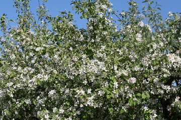 Fototapeta na wymiar Apfelblüte 1