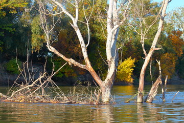 Big driftwood (snag) in the water. Dry fallen tree in the river. Autumn landscape of the Danube river.