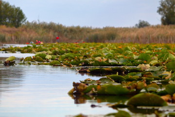 People in kayaks near a big snag. Kayaking on peaceful calm lake or river near dry bulrush at cloudy autumn day.