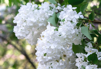White lilac branch on tree. Spring time