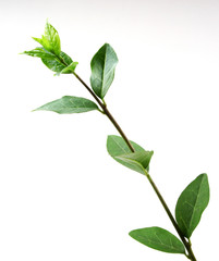 Green leaves on branch isolated on white background