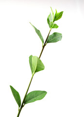Green leaves on branch isolated on white background