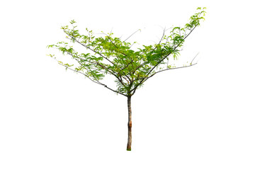 small tree isolated on white background with clipping path
