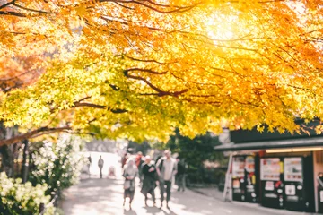 Papier Peint photo Japon nature kyoto park scene view autumn season golden maple tree in japan