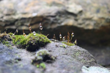 Dew Drops in Moss