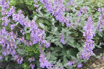 Obraz premium Bee landing on purple flowers