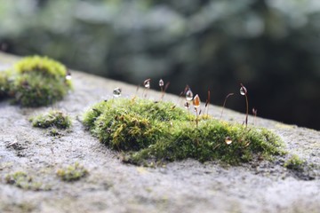 Dew Drops on Moss