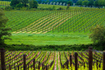 beautiful green vineyard in summer in Tuscany