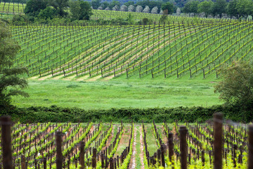 beautiful green vineyard in summer in Tuscany