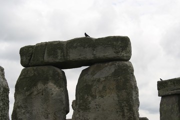 Bird on Stonehenge Stones
