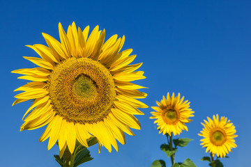 Three sunflowers, one in focus