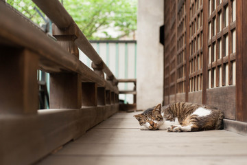 Tabby cat is sleeping at shrine balcony - obrazy, fototapety, plakaty