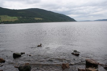 Duck on the shores of Loch Ness