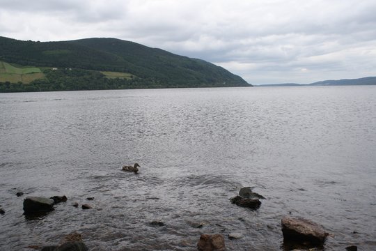 Duck on Loch Ness
