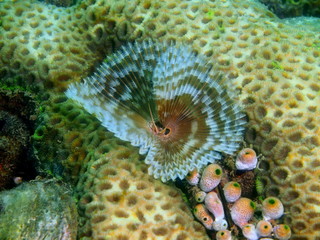Tube worm