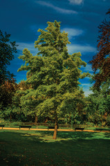 View of gardens at the Champs-Elysees with trees and path in a sunny day at Paris. Known as the “City of Light”, is one of the most impressive world’s cultural center. Northern France. Retouched photo