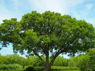 Obraz premium 河川敷の大木