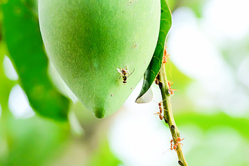 Guava fruit fly to catch the fruit.