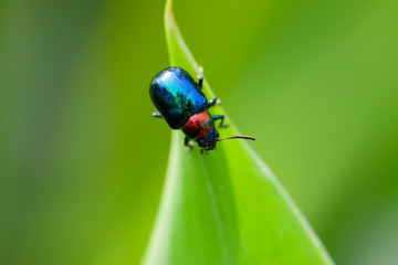Blue chrysochus pulcher perches on green leaf