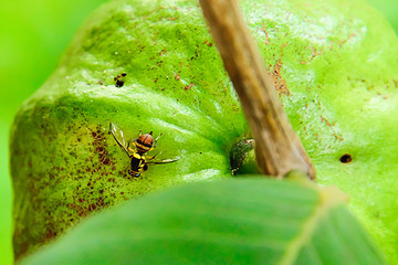 Guava fruit fly to catch the fruit. © saodaeng