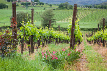 Fototapeta na wymiar beautiful green vineyard in summer in Tuscany