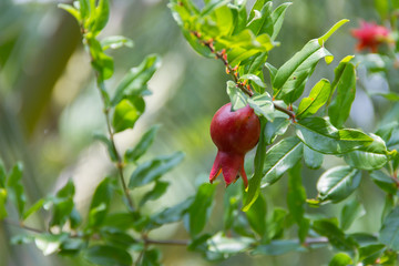 Pomegranate on the tree