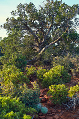Lush Tree in Sedona